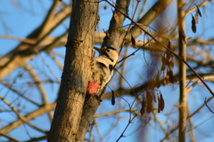 Dendrocopos syriacus