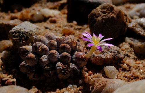Conophytum brunneum