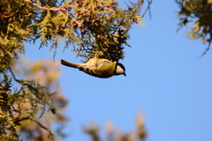 Parus major
