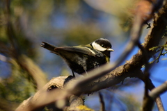 Parus major