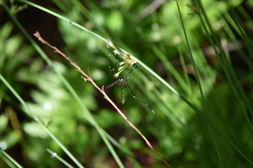 Photo of Eastern Phantom Crane Fly (Bittacomorpha clavipes)