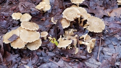 Agrocybe smithii