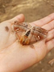 Ormiscodes cinnamomea