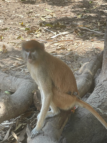 Western Patas Monkey