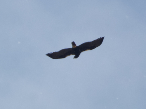 Águila imperial ibérica (Aquila adalberti)