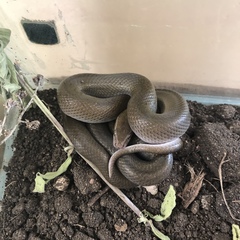 Boaedon fuliginosus