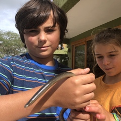 Afrotyphlops lineolatus