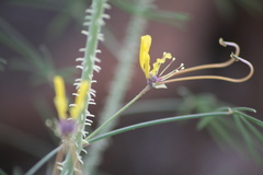 Coalisina angustifolia subsp. diandra image