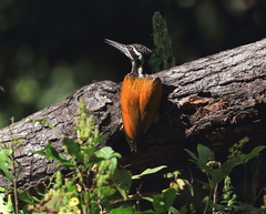Chrysocolaptes guttacristatus