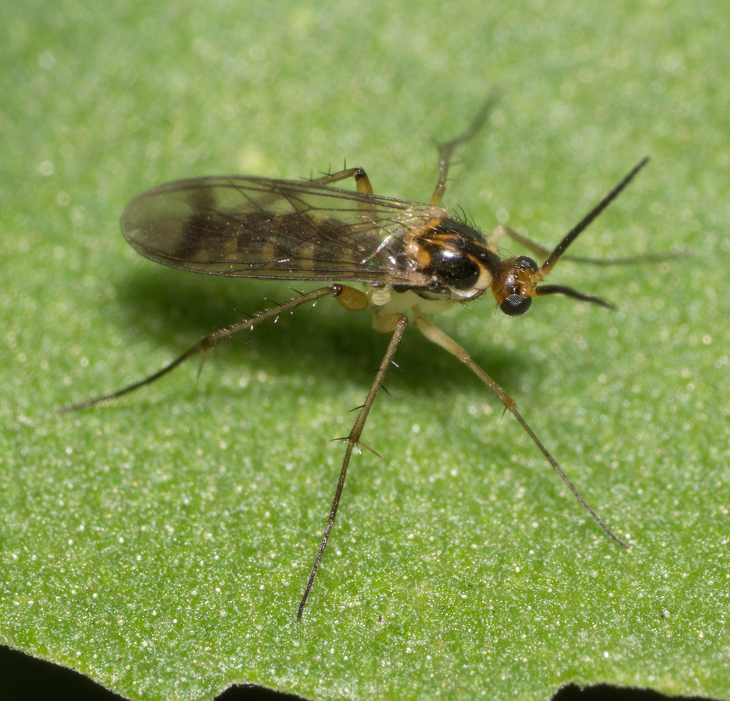 Leiinae