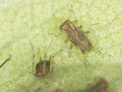 Macrosiphum salviae
