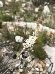 Bulbinella trinervis