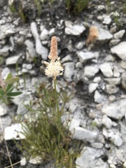 Bulbinella trinervis