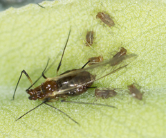 Macrosiphum salviae