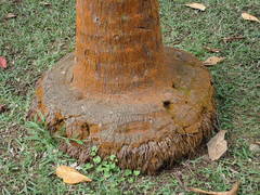 Acanthophoenix rubra