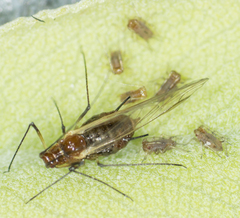 Macrosiphum salviae