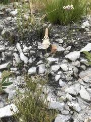 Bulbinella trinervis