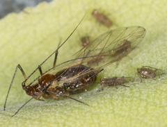 Macrosiphum salviae