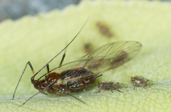 Macrosiphum salviae