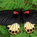 Papilio agenor - Photo (c) Eddie Smith, algunos derechos reservados (CC BY), subido por Eddie Smith