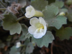 Mabrya acerifolia