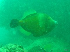 Cantherhines macrocerus