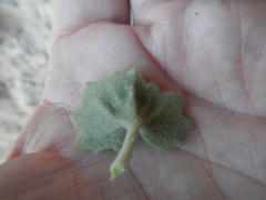 Mabrya acerifolia