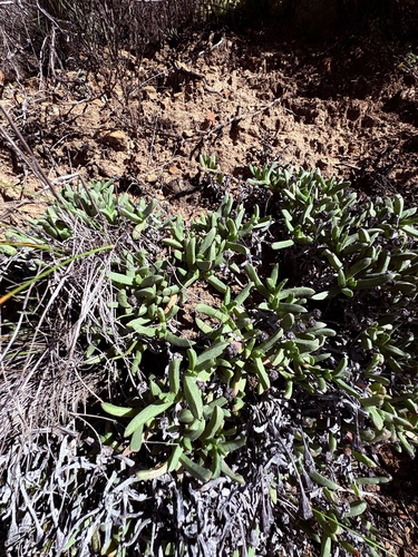 Ruschia lineolata, photograph 5