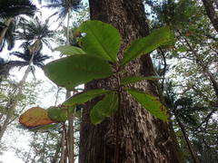 Terminalia catappa image