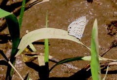 Leptotes cassius cassidula