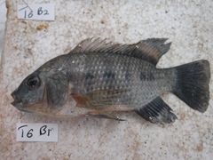 Oreochromis urolepis