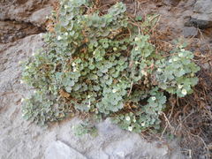 Mabrya acerifolia