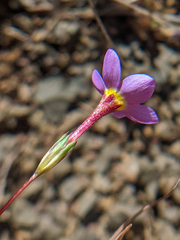 Leptosiphon ambiguus