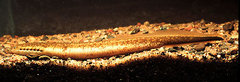 Northern Brook Lamprey photo 3