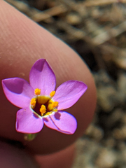 Leptosiphon ambiguus