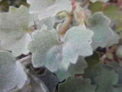 Mabrya acerifolia