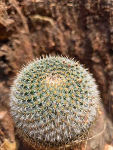 Mammillaria