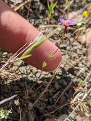 Leptosiphon ambiguus