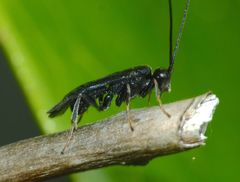 Ascogaster