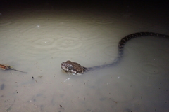 Madagascarophis colubrinus