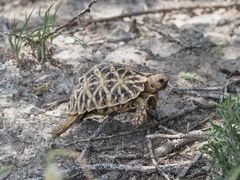 Psammobates oculifer