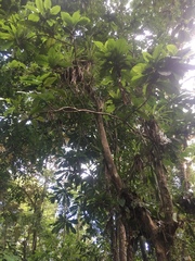 Amphitecna kennedyae