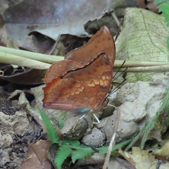 Charaxes psaphon