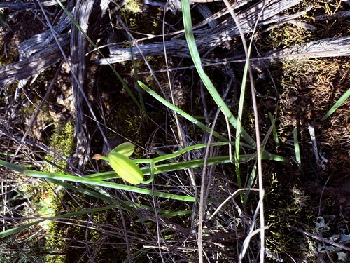 Albuca kirstenii