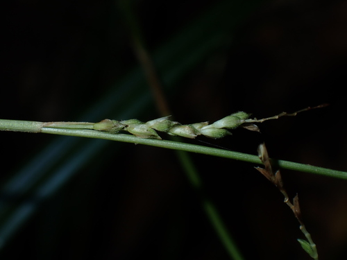 Carex dolichostachya