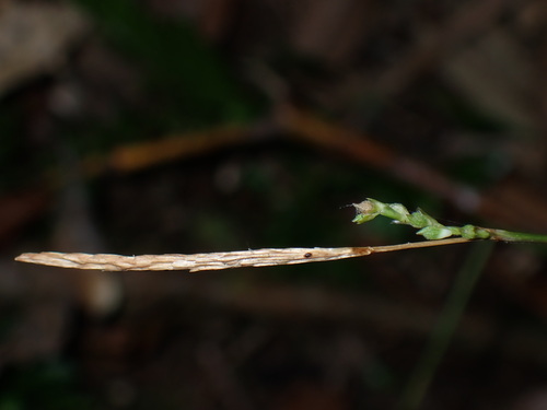 Carex dolichostachya, photograph 2