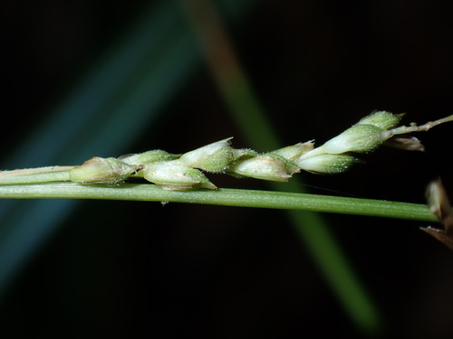 Carex dolichostachya, photograph 3