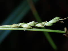 Carex dolichostachya, photograph (c) chiuluan, some rights reserved (CC BY)