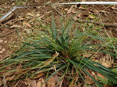 Carex dolichostachya, photograph (c) chiuluan, some rights reserved (CC BY)