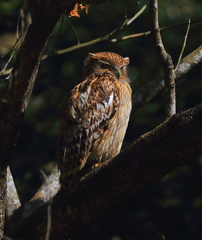 Ketupa zeylonensis